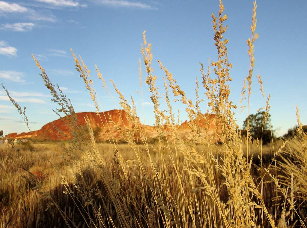 Spinifex, Rainbow Valley, NT