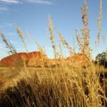 Spinifex, Rainbow Valley, NT