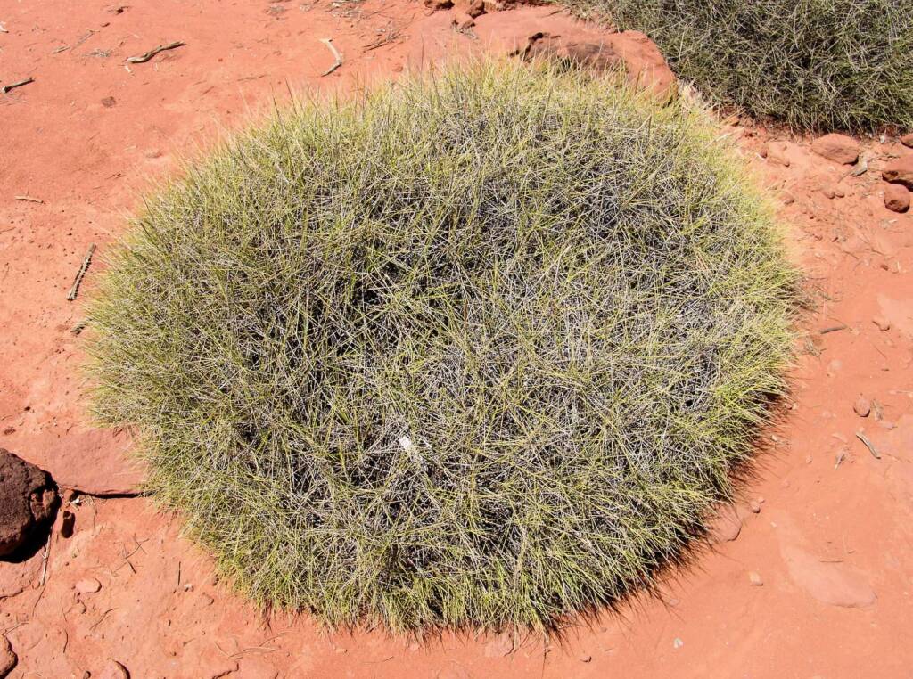Commonly called Hummock Grass - Soft Spinifex (Triodia pungens), Finke Gorge National Park
