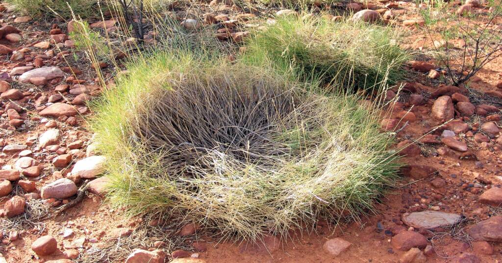 Spinifex / Triodia, West MacDonnell Ranges, NT