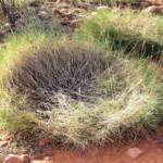 Spinifex / Triodia, West MacDonnell Ranges, NT