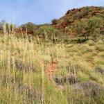 Spinifex / Triodia schinzii, West MacDonnell Ranges, NT