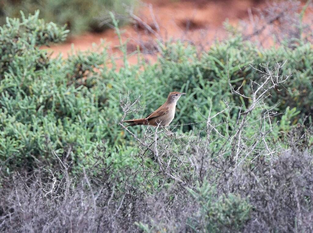 Spinifexbird (Poodytes carteri), Alice Springs Sewage Ponds, NT © Dorothy Latimer