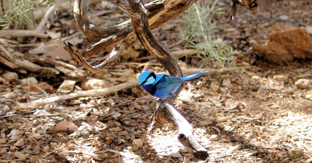 Splendid Fairy-wren (Malurus splendens), Alice Springs Desert Park