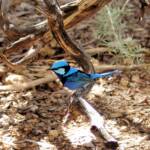 Splendid Fairy-wren (Malurus splendens), Alice Springs Desert Park