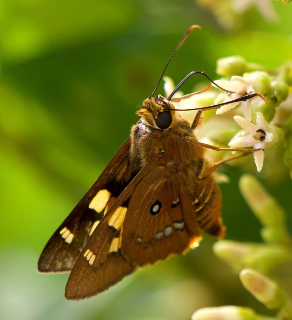 Splendid Ochre Butterfly (Trapezites symmomus), Eurobodalla National Park NSW © Phil Warburton