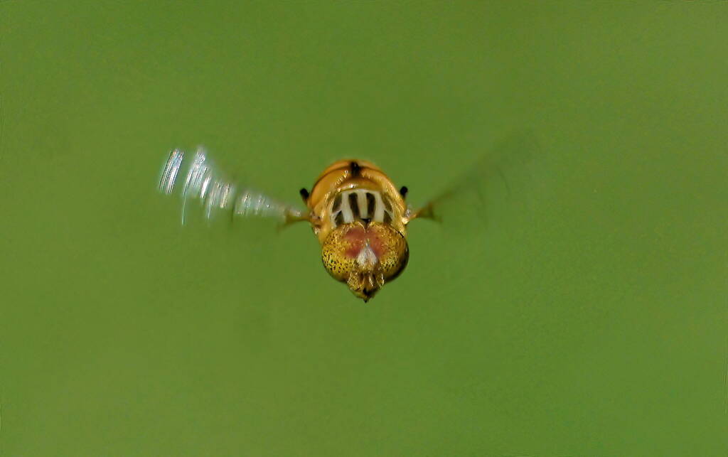 Spotted Eye Hover Fly (Eristalinus punctulatus) © Shane Lear