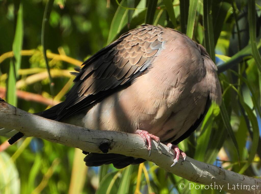 Spotted Dove (Spilopelia chinensis), Alice Spring NT © Dorothy Latimer