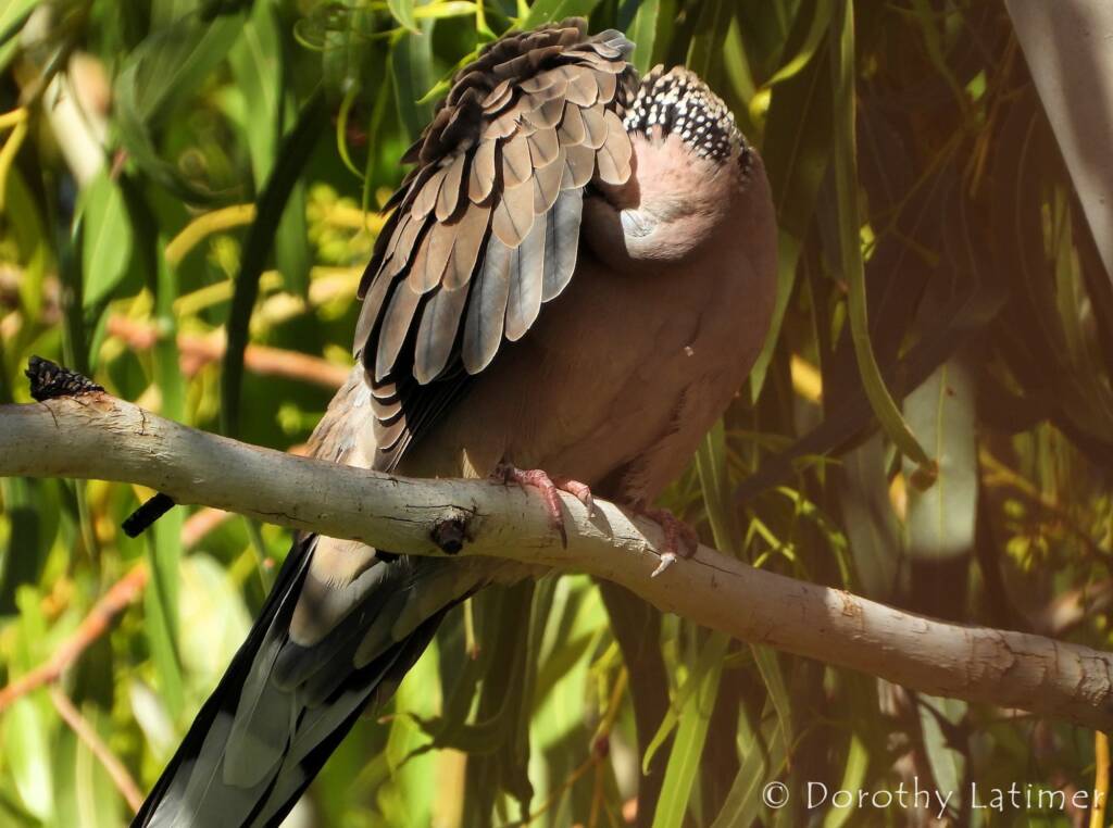 Spotted Dove (Spilopelia chinensis), Alice Spring NT © Dorothy Latimer