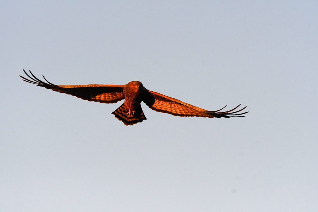 Spotted Harrier, Kunoth NT © Dorothy Latimer