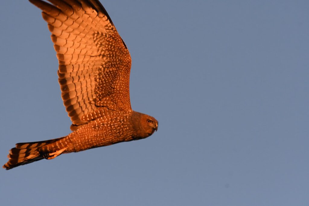 Spotted Harrier, Kunoth NT © Dorothy Latimer