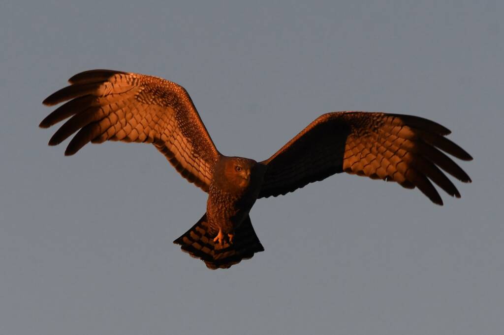 Spotted Harrier (Circus assimilis) at sunrise, Kunoth Bore NT © Dorothy Latimer