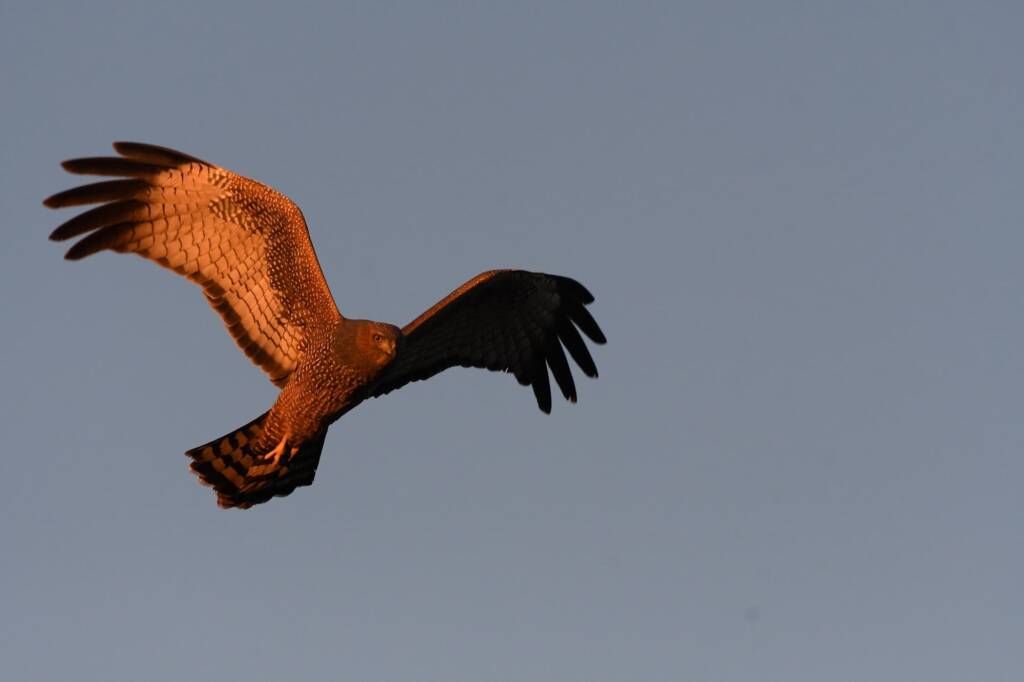 Spotted Harrier (Circus assimilis) at sunrise, Kunoth Bore NT © Dorothy Latimer