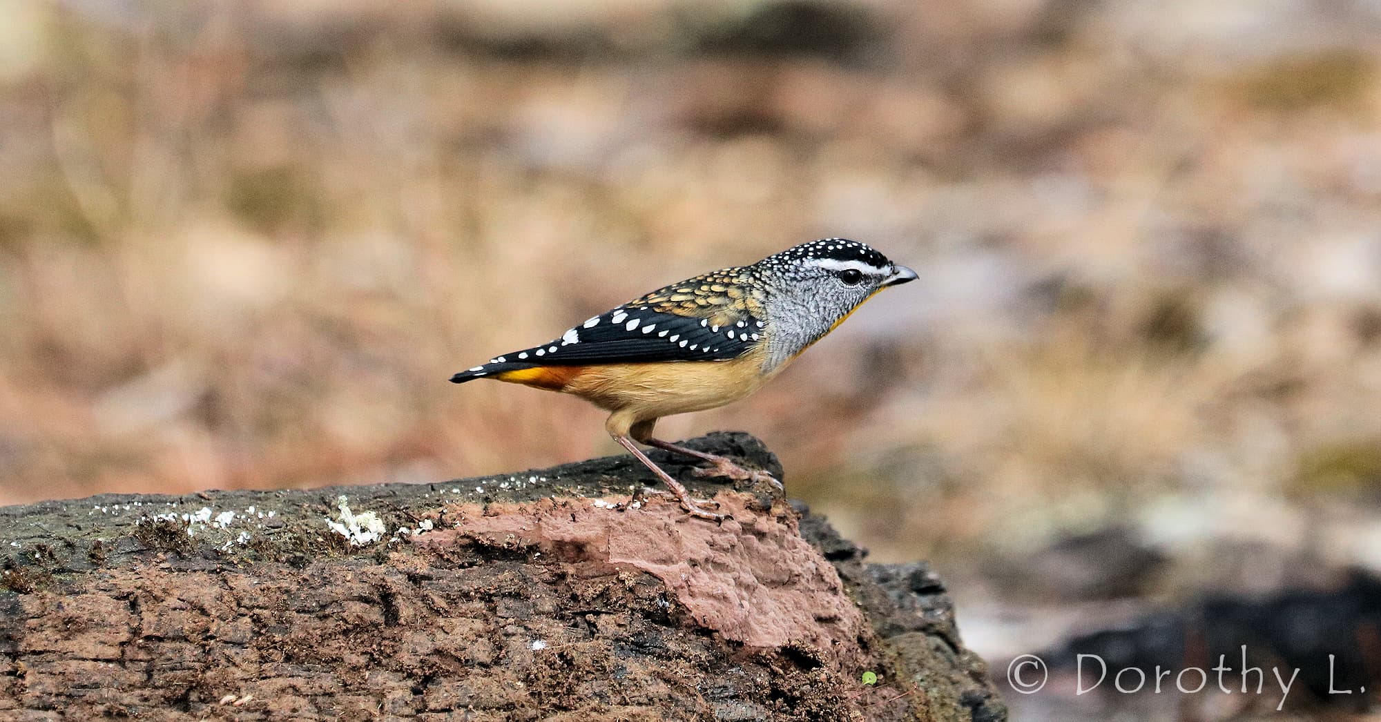 Spotted Pardalote – Ausemade