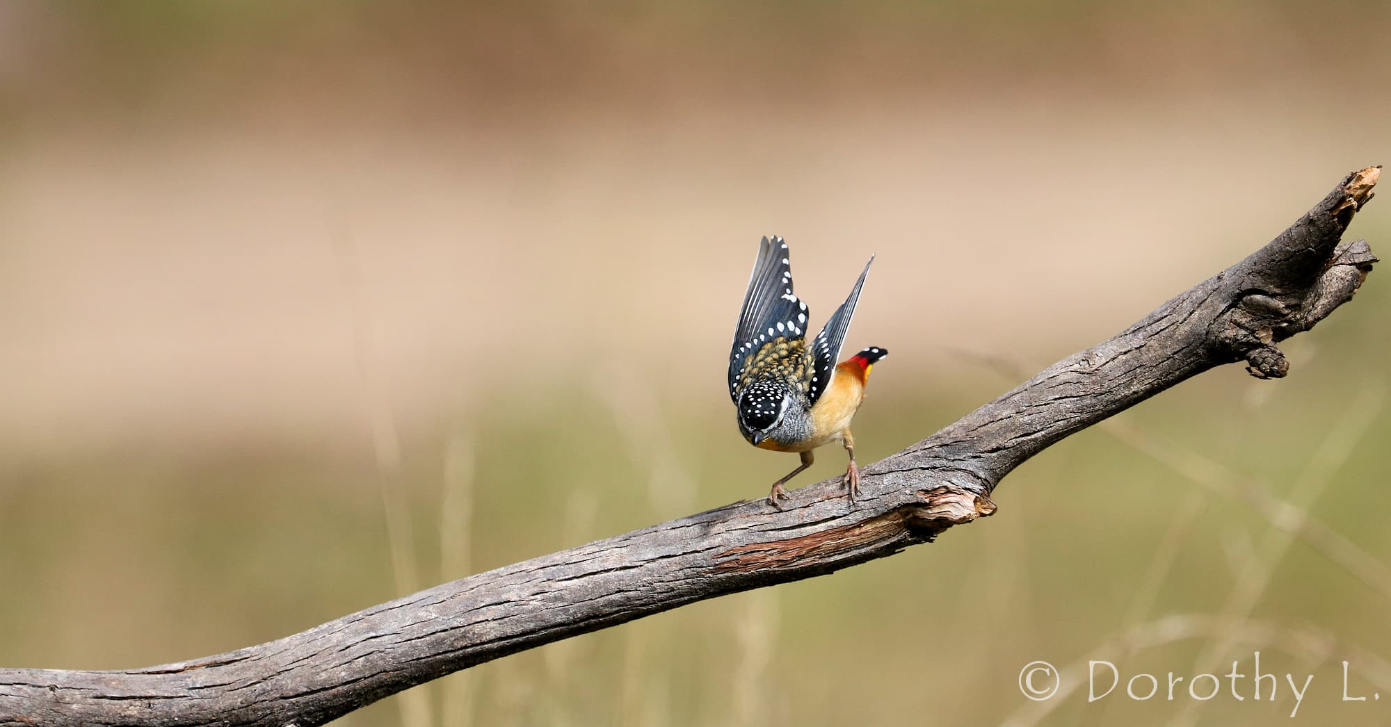 Spotted Pardalote (Pardalotus punctatus)