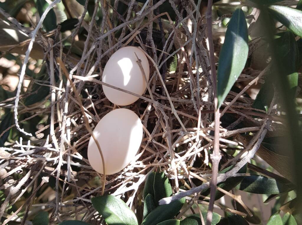 Spotted Turtle-Dove nest with eggs in Olive Tree, Alice Springs NT