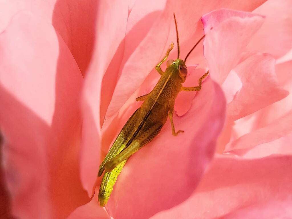 Spur-throated Locust (Austracris guttulosa), Alice Springs NT