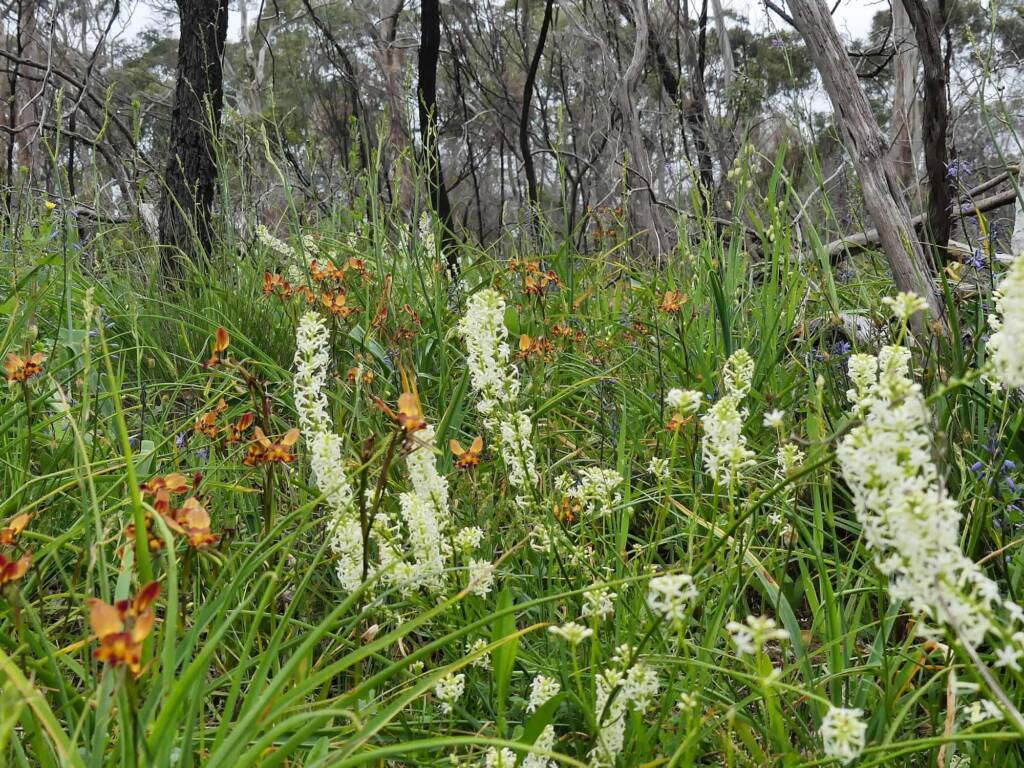 Stackhousia with Donkey Orchids, Belair NP SA © Marianne Broug