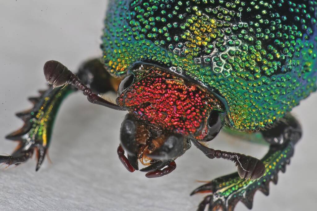 Golden Stag Beetle (Lamprima aurata), Ballandean QLD © Marc Newman
