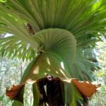 Staghorn (Platycerium superbum), Stony Range Regional Botanic Garden, Dee Why NSW