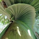 Staghorn (Platycerium superbum), Stony Range Regional Botanic Garden, Dee Why NSW