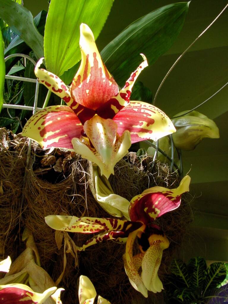 Stanhopea tigrina orchid, Royal Botanic Garden Sydney NSW