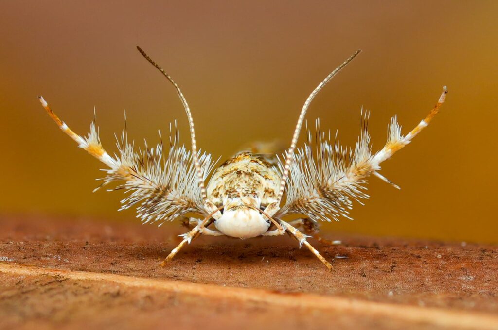 Stathmopoda, Cape York QLD © Daniel Meier