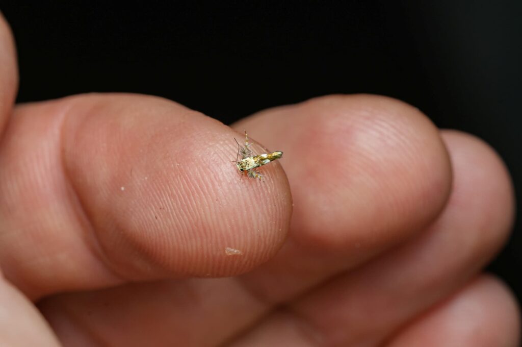 Stathmopoda, Cape York QLD © Daniel Meier
