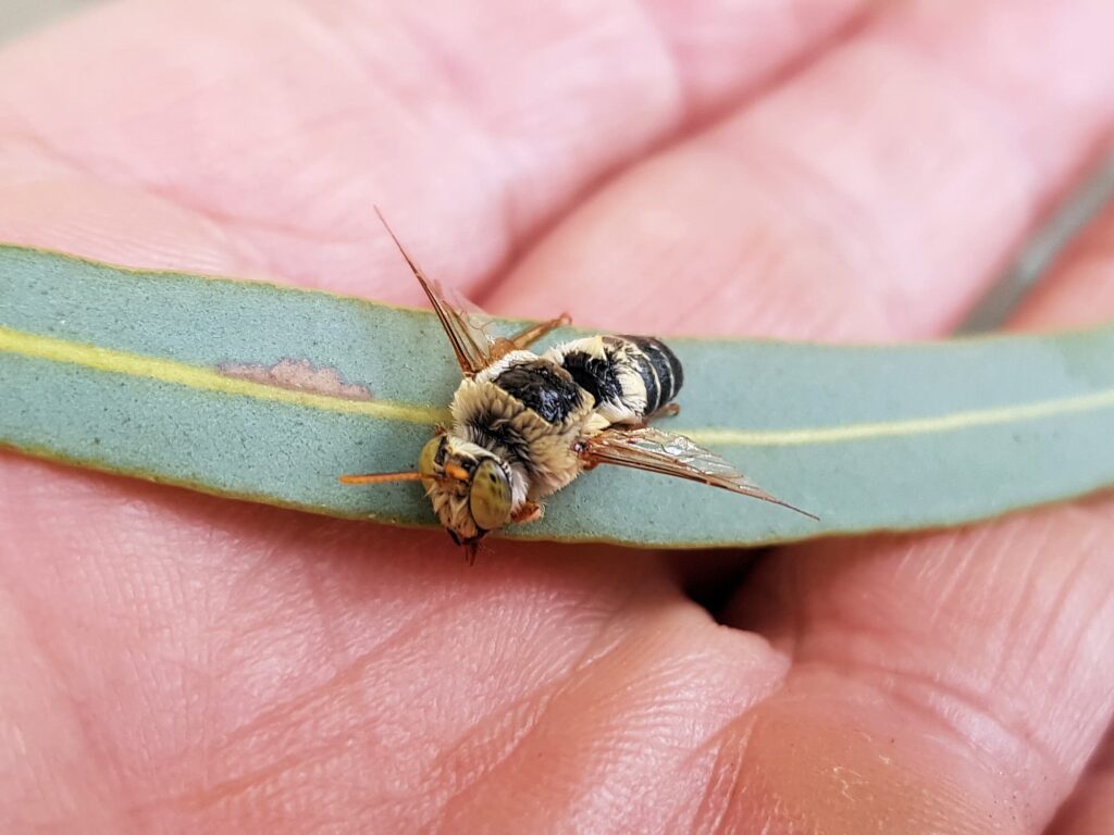 Stenotritus bee, (family Stenotritidae), Alice Springs NT