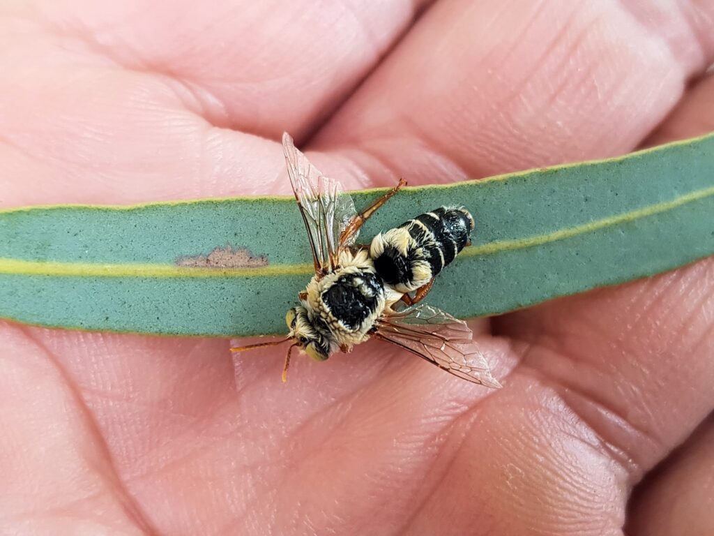 Stenotritus bee, (family Stenotritidae), Alice Springs NT
