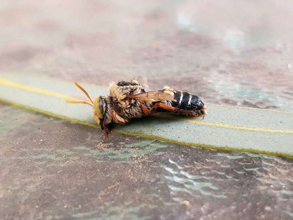 Stenotritus bee, (family Stenotritidae), Alice Springs NT