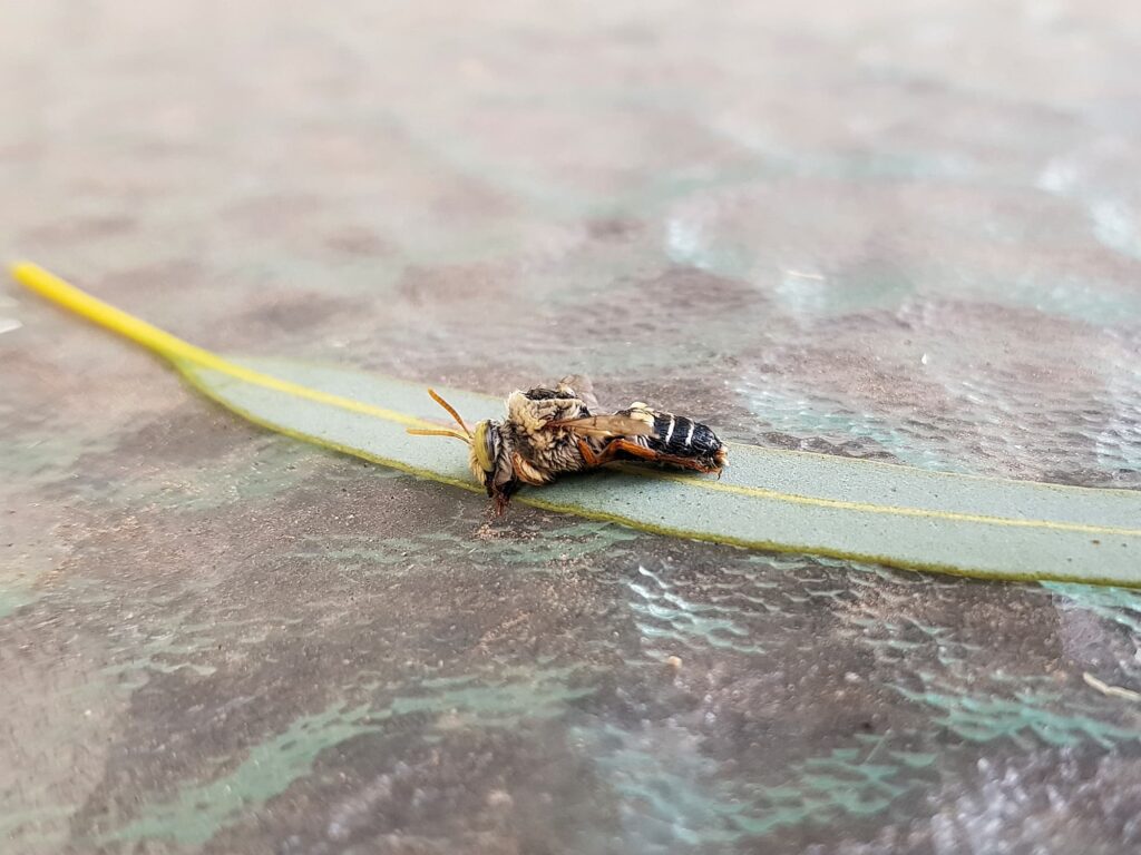 Stenotritus bee, (family Stenotritidae), Alice Springs NT