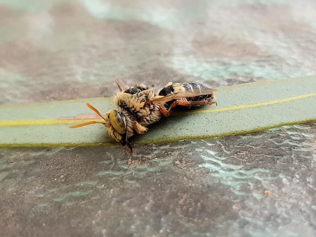 Stenotritus bee, (family Stenotritidae), Alice Springs NT