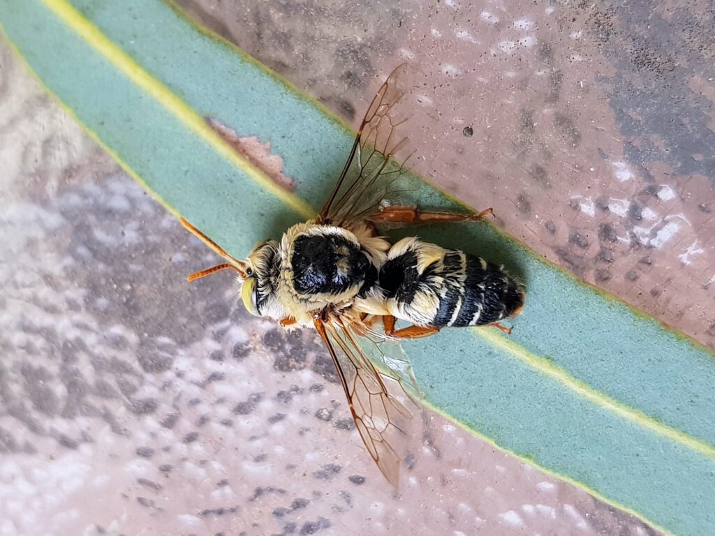 Stenotritus bee, (family Stenotritidae), Alice Springs NT