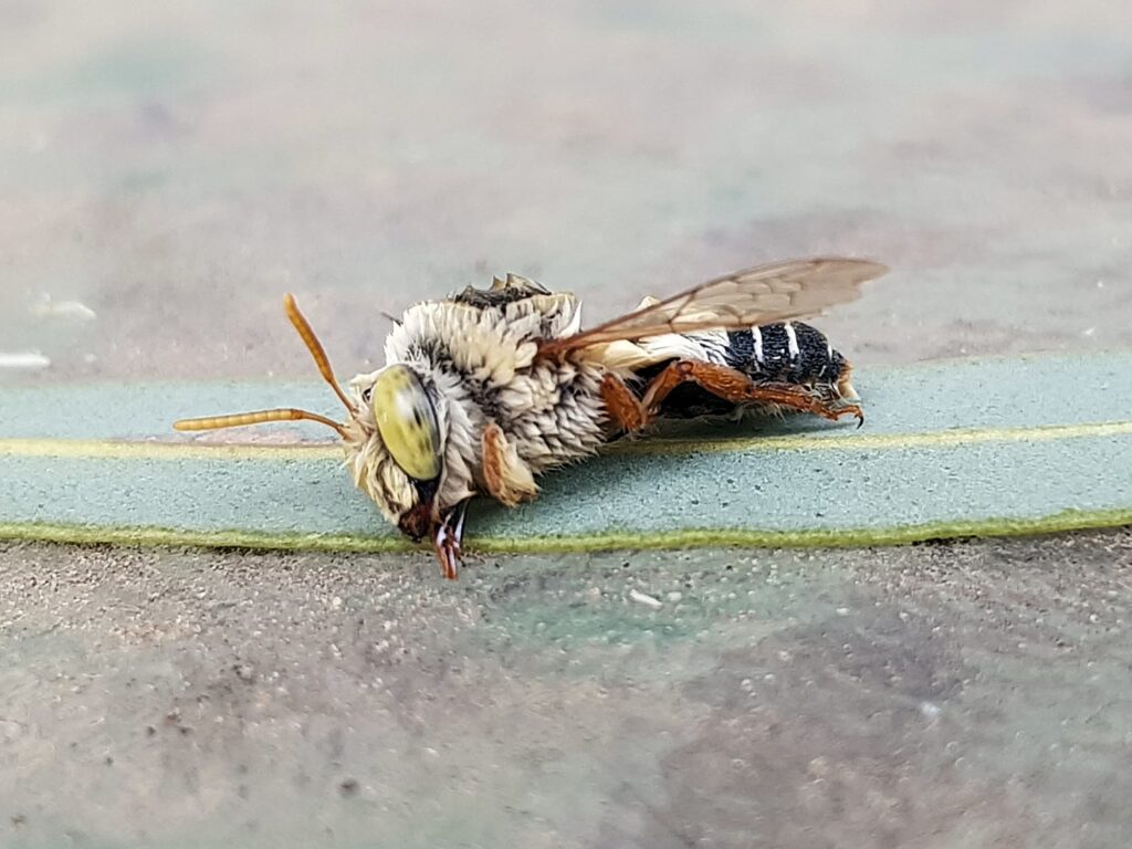 Stenotritus bee, (family Stenotritidae), Alice Springs NT