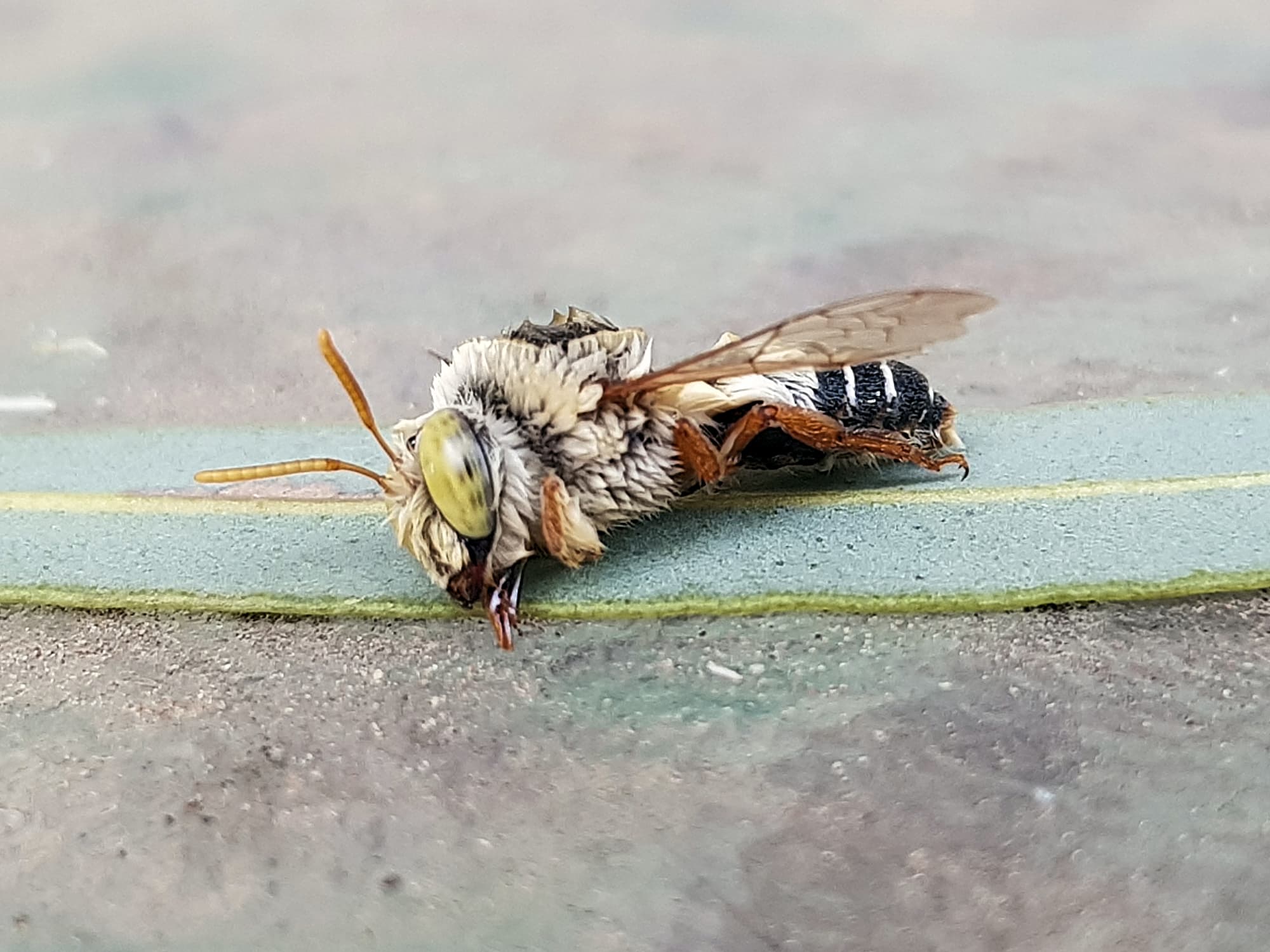 Stenotritus bee, (family Stenotritidae), Alice Springs NT