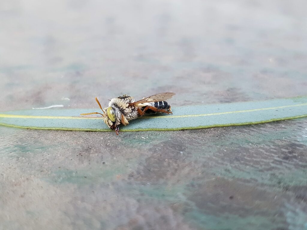 Stenotritus bee, (family Stenotritidae), Alice Springs NT