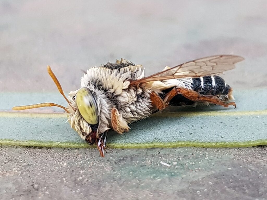 Stenotritus bee, (family Stenotritidae), Alice Springs NT