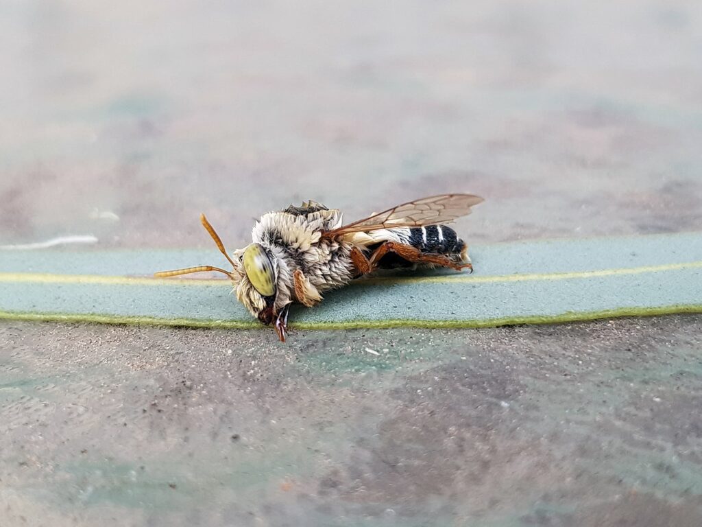 Stenotritus bee, (family Stenotritidae), Alice Springs NT