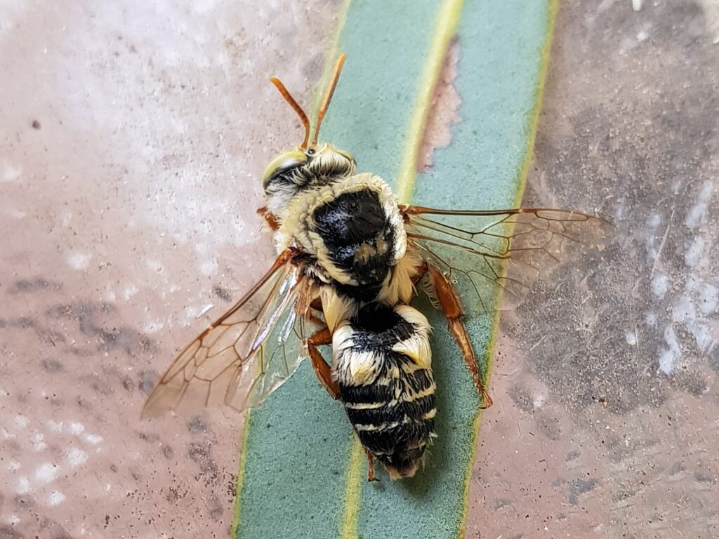 Stenotritus bee, (family Stenotritidae), Alice Springs NT
