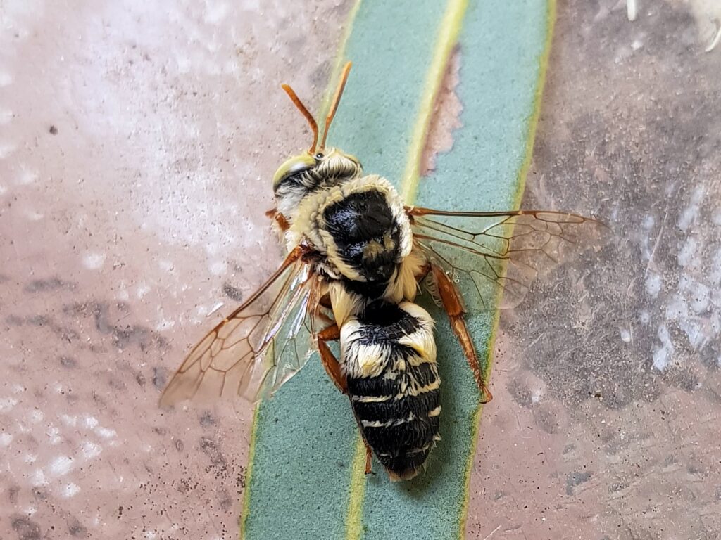 Stenotritus bee, (family Stenotritidae), Alice Springs NT