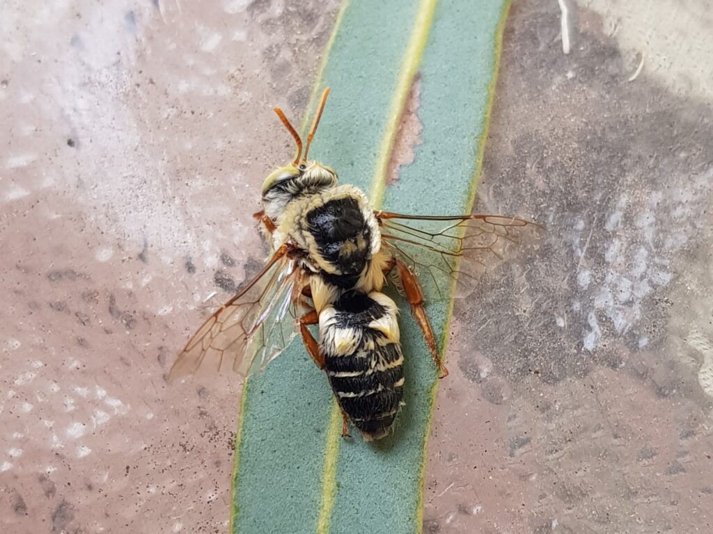 Stenotritus bee, (family Stenotritidae), Alice Springs NT