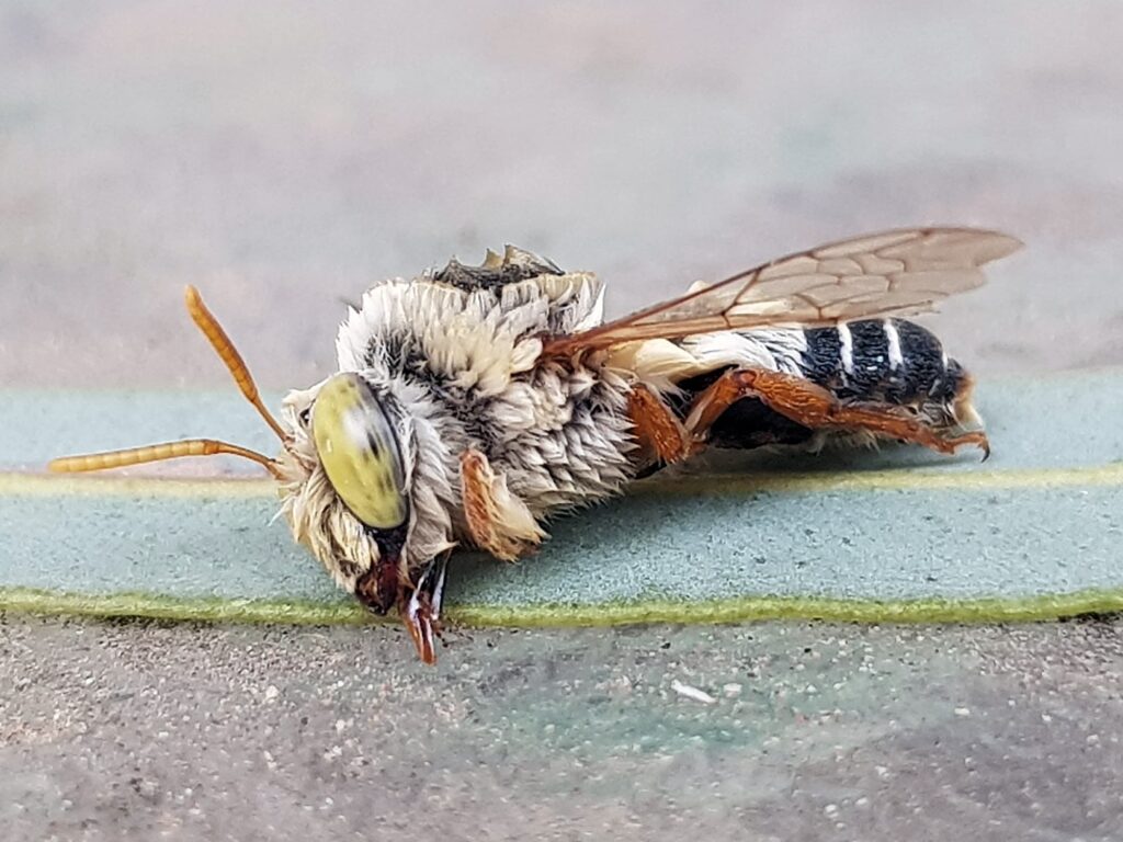 Stenotritus bee, (family Stenotritidae), Alice Springs NT