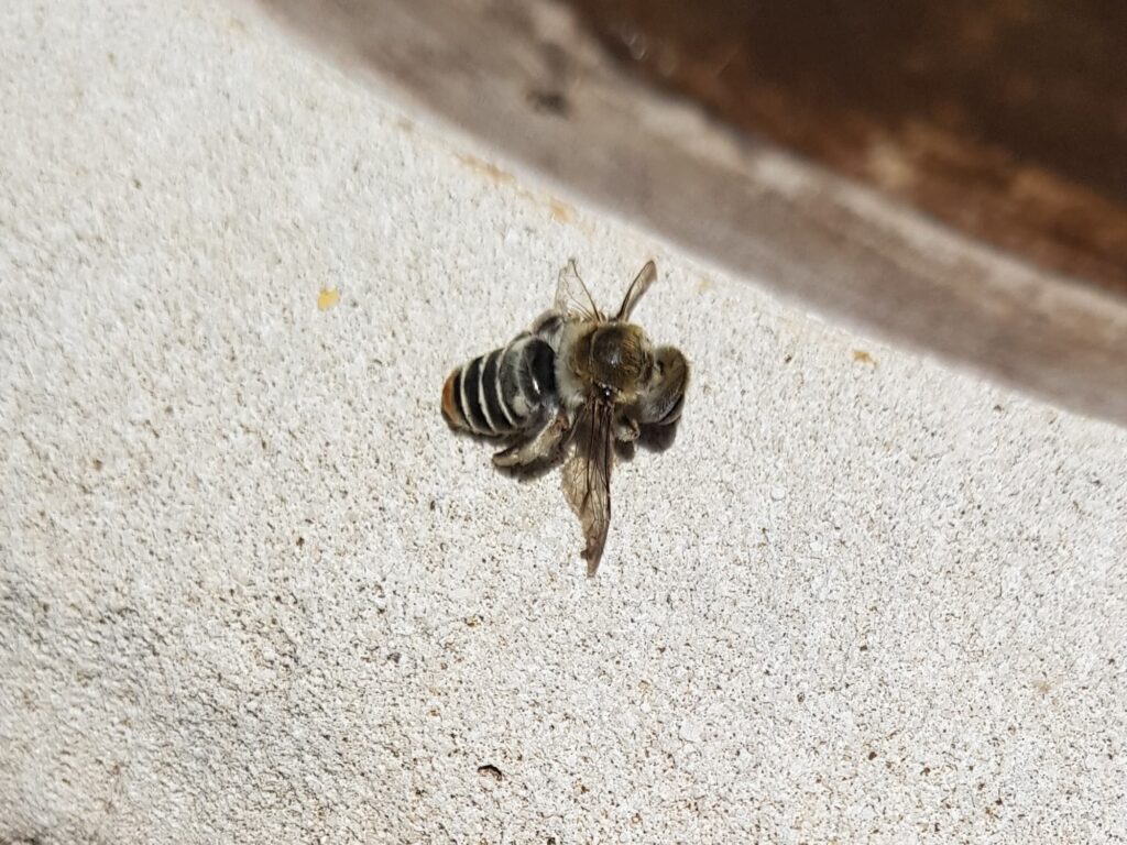 Stenotritus pubescens, Alice Springs NT