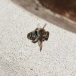 Stenotritus pubescens, Alice Springs NT