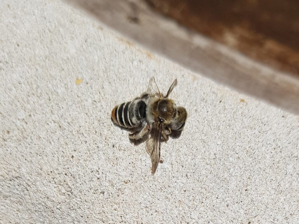 Stenotritus pubescens, Alice Springs NT