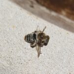 Stenotritus pubescens, Alice Springs NT