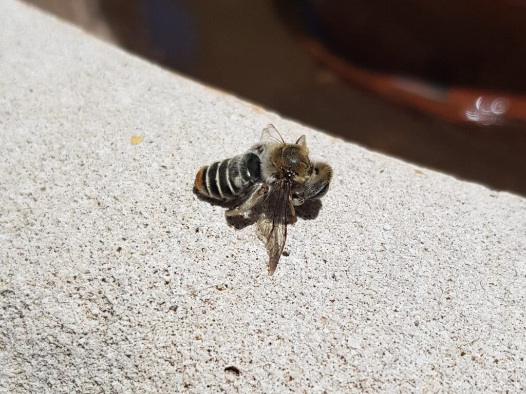 Stenotritus pubescens, Alice Springs NT