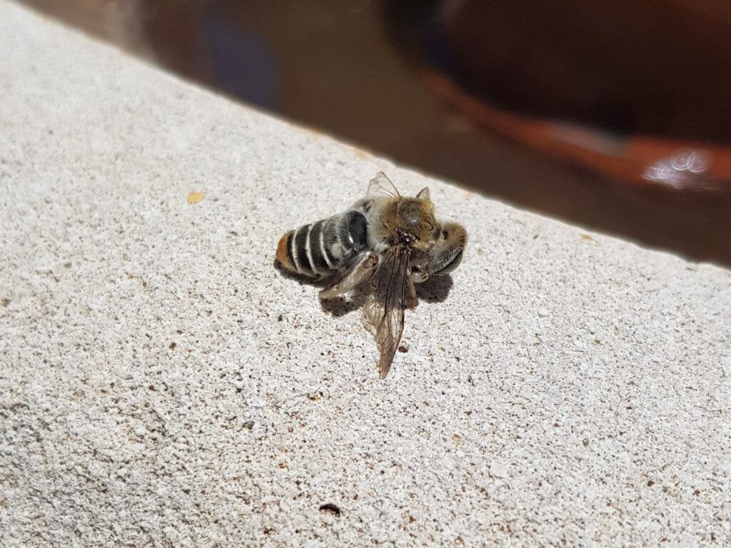 Stenotritus pubescens, Alice Springs NT
