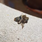 Stenotritus pubescens, Alice Springs NT